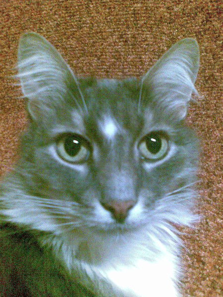 Лия Кулигина