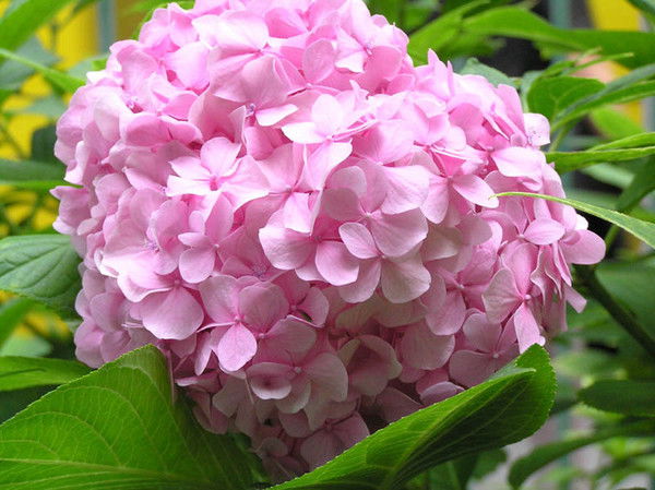 Надежда Исаенко