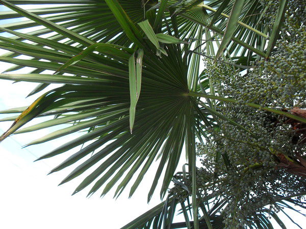 Игорь Федоровский