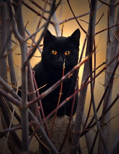 Татьяна Мосалева