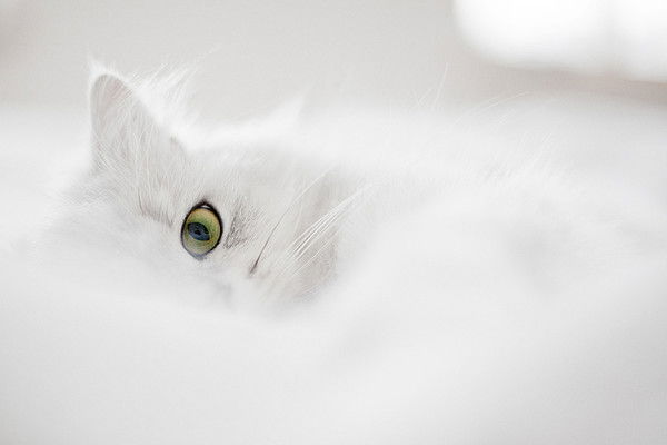 Владимир Антонов