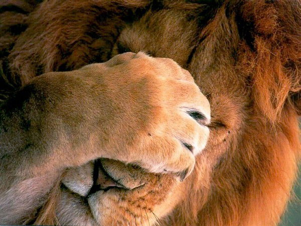 Юлия Неворотова