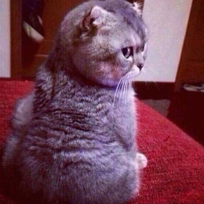 Амина Ахмедова