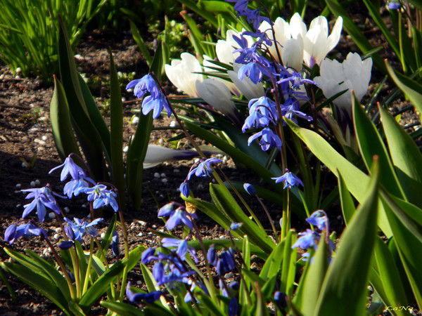 Светлана Тимофеева