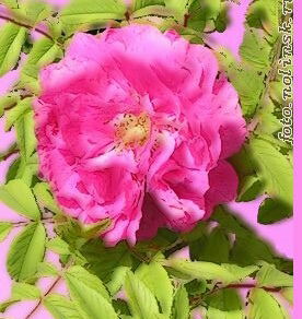 Жансая Жаналиева