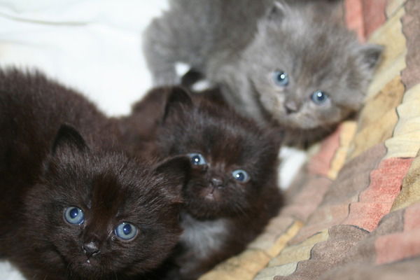 Снегурочка Морозная