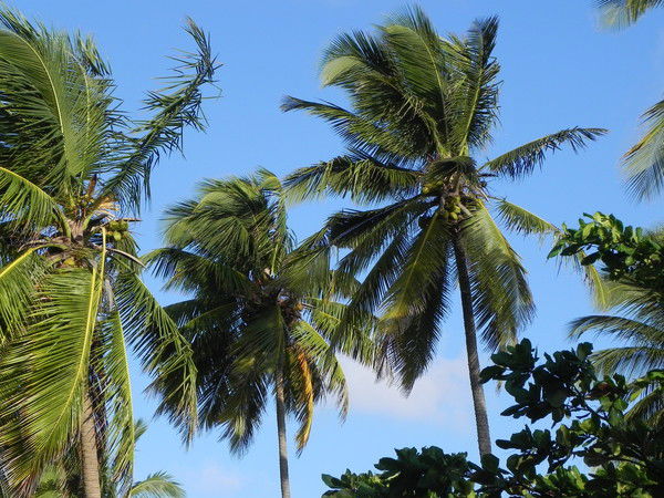 Алёна Русскина