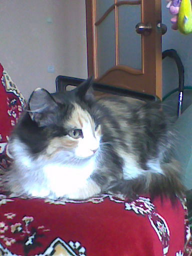 Лена Потехина