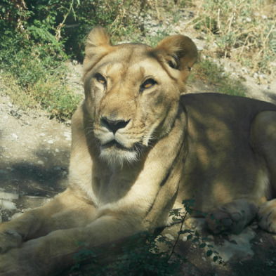 Илья Котлов