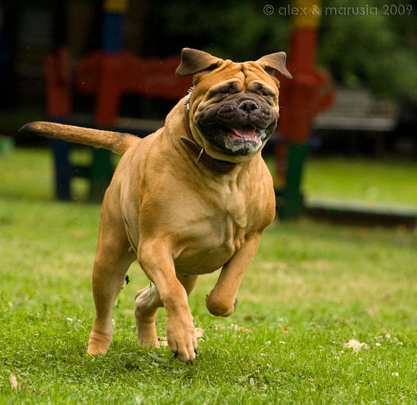 Майя Ванзиндо