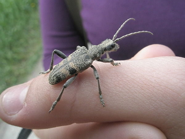 Катюха "козявкина"