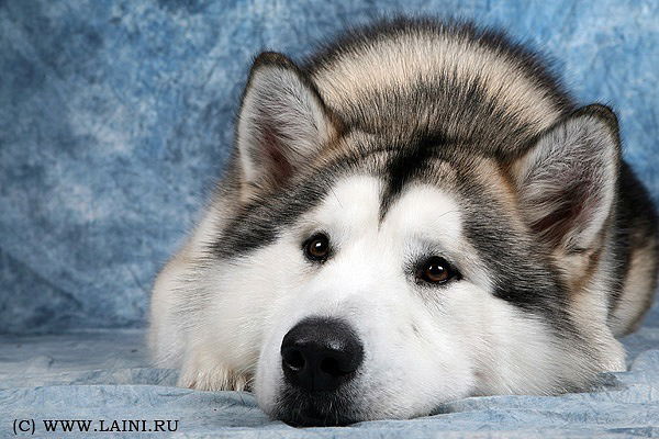 Татьяна Кораблева