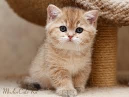 Ольга Самолина