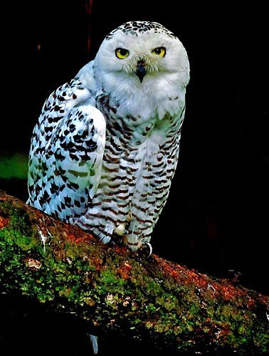 Валентина Смирнова