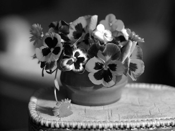 Анна Дерябина