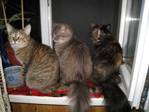 Ольга Василенко