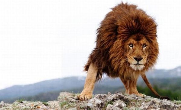 Женя Самоил