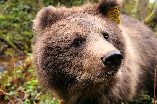 Михаил Шабалин