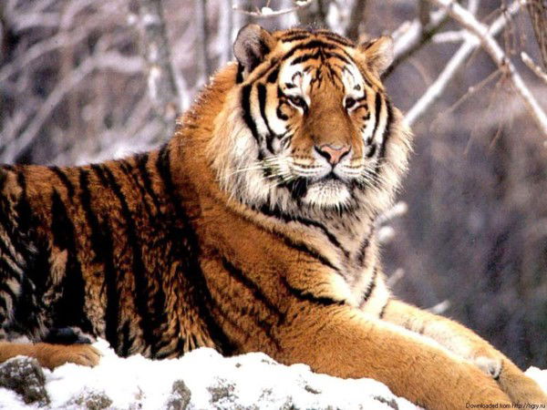 Светлана Белова