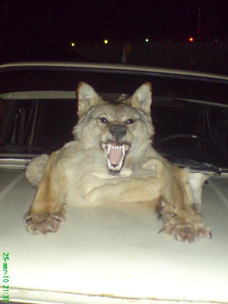 Николай Крутась