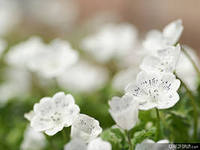 Анора Суярова