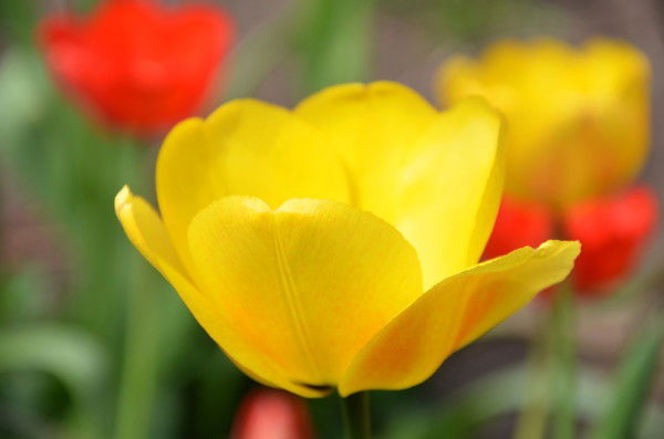 Наталья Чиркова