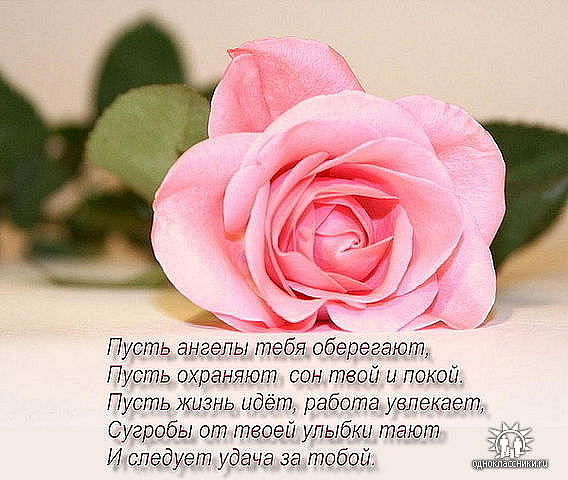 Света Ильина