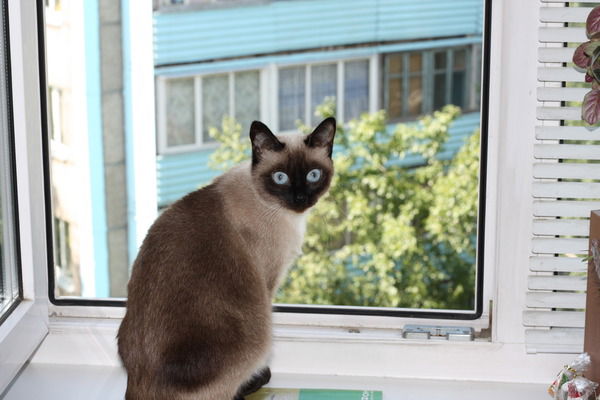 Дмитрий Криницын