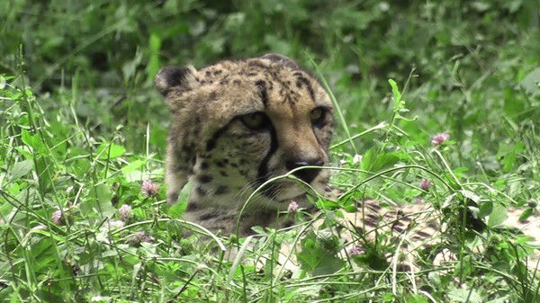 Алексей Легостев