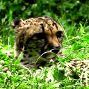 Алексей Легостев