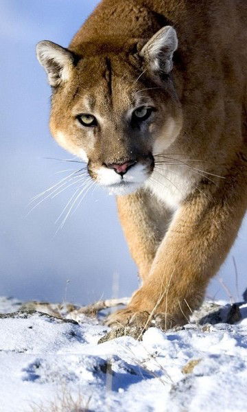 Виктор Иост