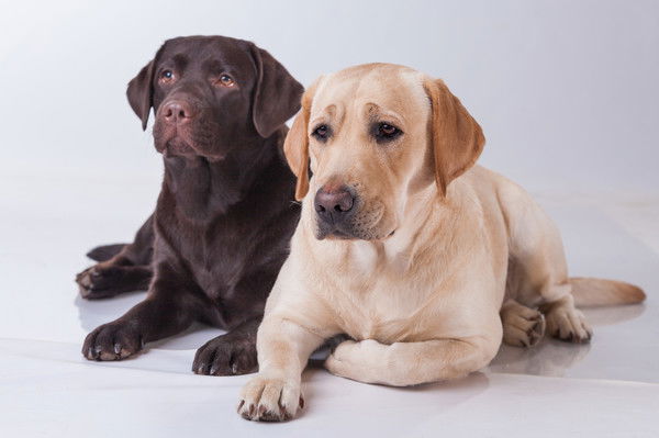 Светлана Малышева