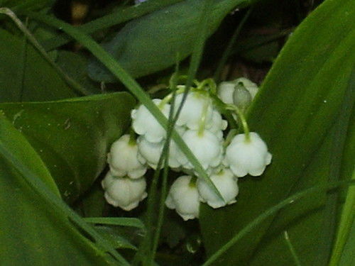 Наталья Кощеева