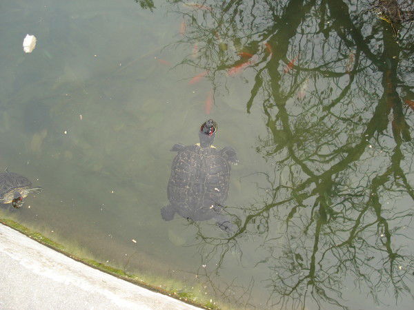 Лаура Кримлиди