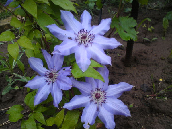 Наталья Ерохина