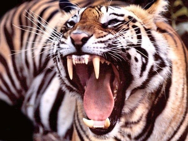 Бек Досатов