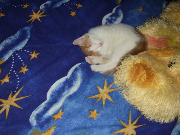 Лена Муслова