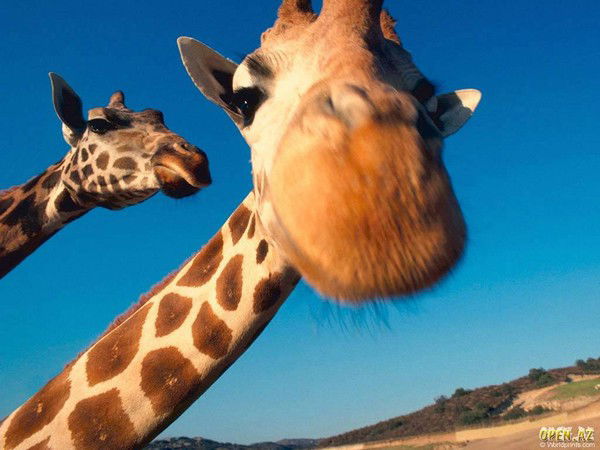 Виталий Качалков