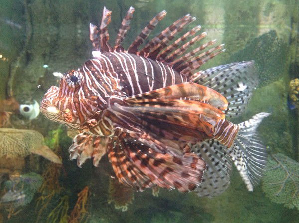 Елена Калиниченко