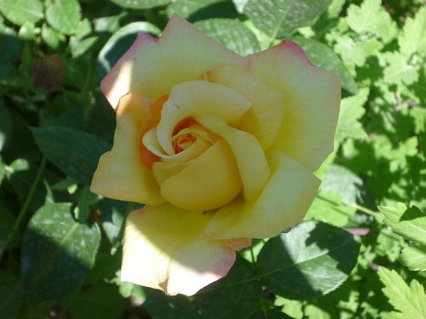 Сулушаш Омарова