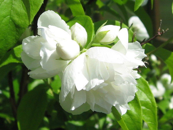 Галина Савичева