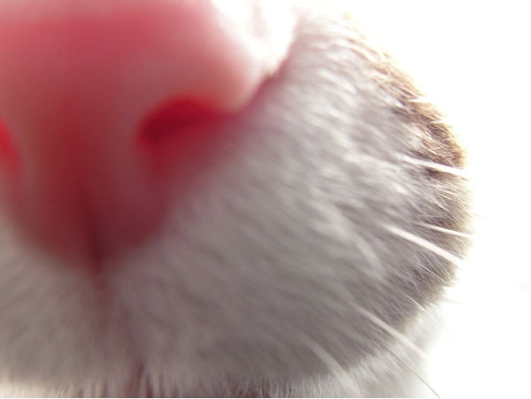 Фунтик Рябов