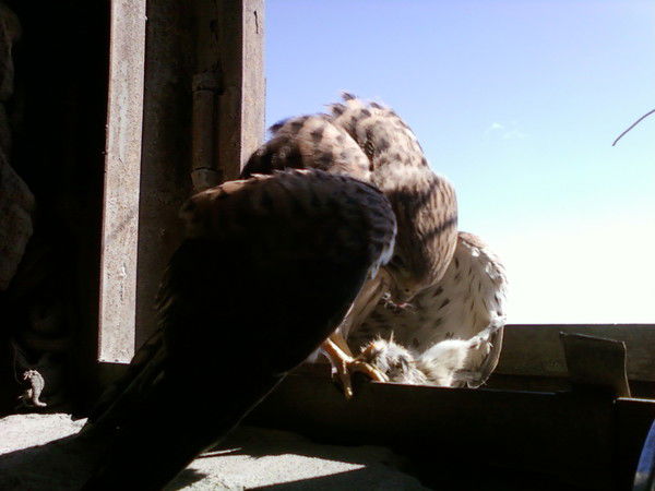 Александр Зуккау