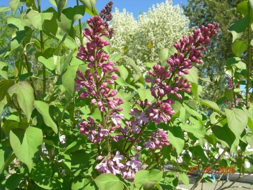 Татьяна Гаврилова