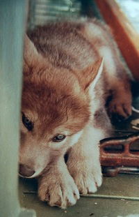 Александра Акулова