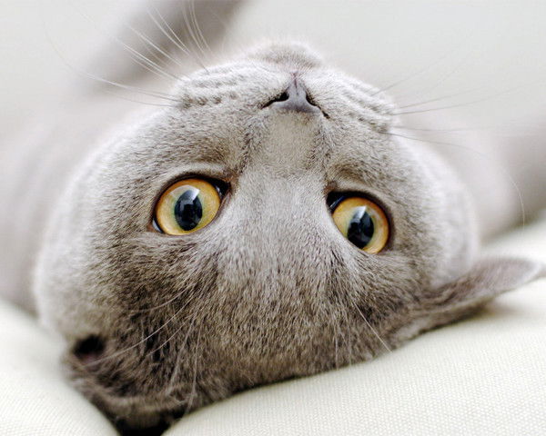 Юлия Петрова