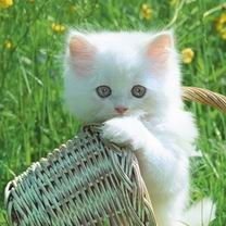 Виктория Красько