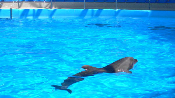 Анжела Токарева