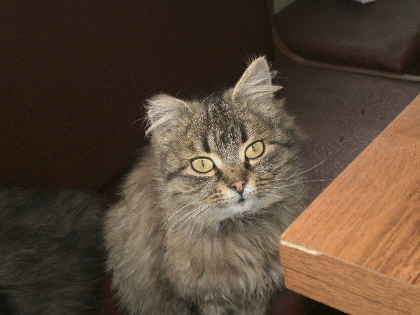 Ричард Малайшка