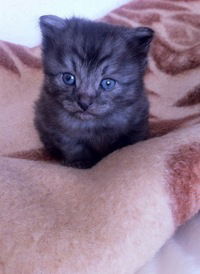 Анна Зеткина